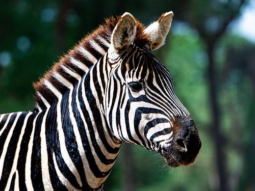 Zebra – Zeitlose Streifen