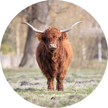 Schotse hooglander van Janine Bekker Photography