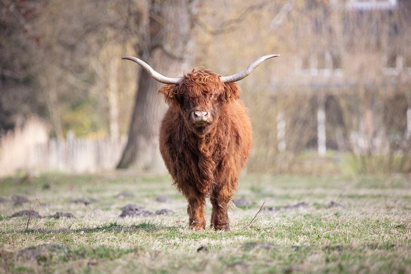 Schotse hooglander van Janine Bekker Photography