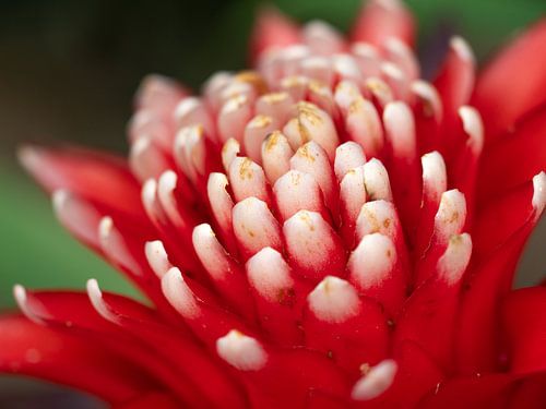 Mooie rood-wit gekleurde bloem.