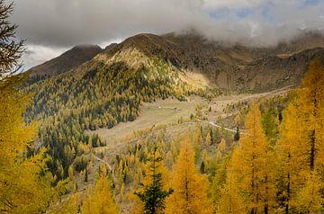 Herfstkleuren in de Alpen. van Sean Vos