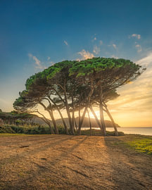 Pine Trees Group Sunset Baratti Golfkust Toscane