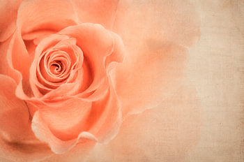 Quiet Bloom