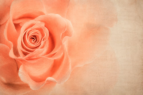 Quiet Bloom