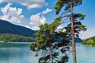 Fuschlsee by Andreas Kilian thumbnail