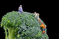 Broccoli