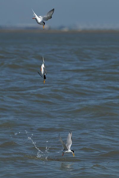 dwergstern op zoek naar voedsel voor de jongen . van patrick verweire