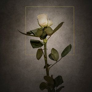 Élégante rose blanche | or style vintage sur Melanie Viola