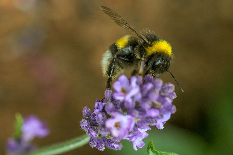 Bij op lavendel 2 von Tineke Roosen