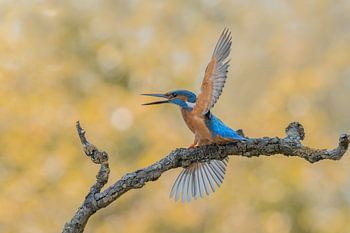Ijsvogel in de aanval 2