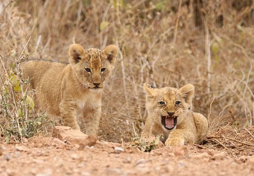Der Ruf der Wildnis: Zwei ausdrucksstarke Löwenjungen