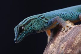 Azurtaggecko (Lygodactylus Williamsi) von Ronald Pol