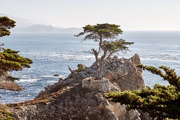 Lone Cypress van Marianne Kiefer PHOTOGRAPHY