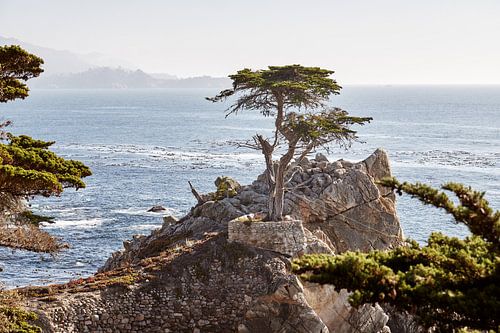 Lone Cypress
