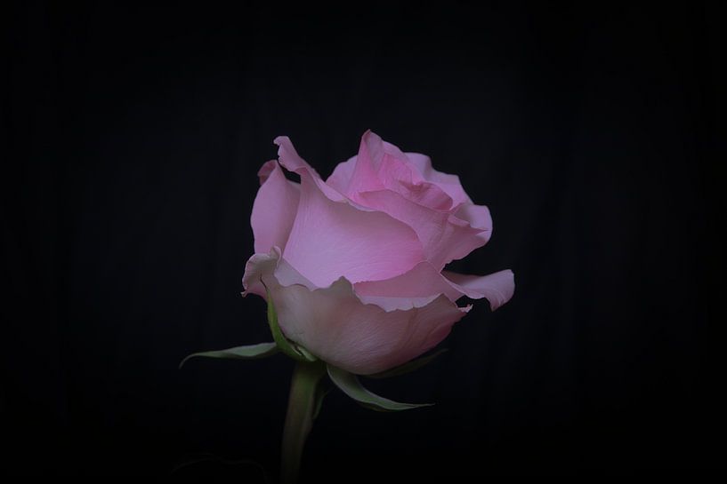 Roos by SEE ME fotografie