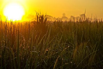 Huwelijksdruppels op grassprieten van Norbert Sülzner