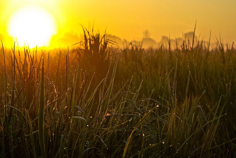 Gouttes de mariage sur les brins d'herbe par Norbert Sülzner