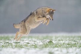 Wolf springt auf Maus von Ruurd Jelle Van der leij
