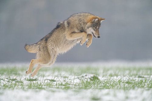 Wolf springt op muis