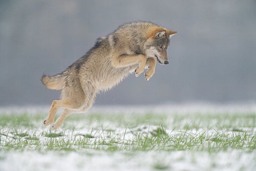Wolf jumps on mouse by Ruurd Jelle Van der leij