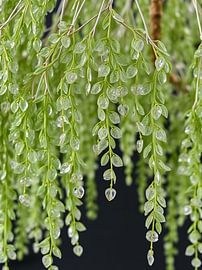Plante suspendue à feuilles perlées vertes en cascade - Faux décor de vigne en cristal pour la maison, le bureau ou le mariage