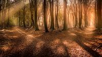 Veluwe
