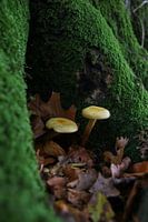 Un petit morceau d'automne