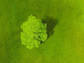 Boom in een frisgroene weide in de Logar-vallei in Slovenië