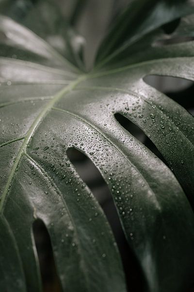 Monstera by Hello Pompoyo