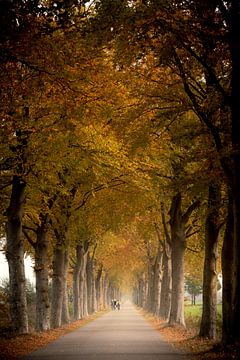 Wielrenners op een weg overgroeid met bomen van Jaimy Leemburg Fotografie