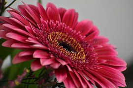 gerbera close up zijkant van Laurens Balvert