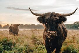 Neugieriger schottischer Highlander von Danai Kox Kanters