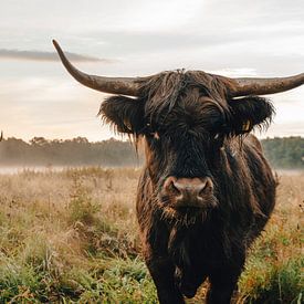 Nieuwsgierige schotse hooglander van Danai Kox Kanters