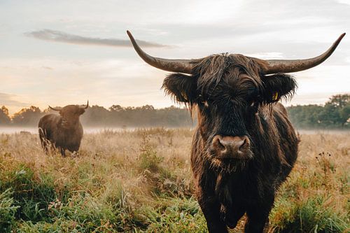 Neugieriger schottischer Highlander von Danai Kox Kanters