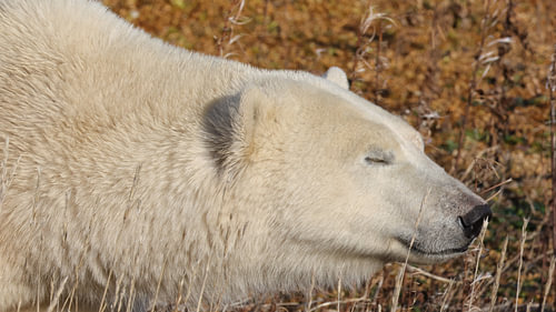 Polar bear portrait, side view