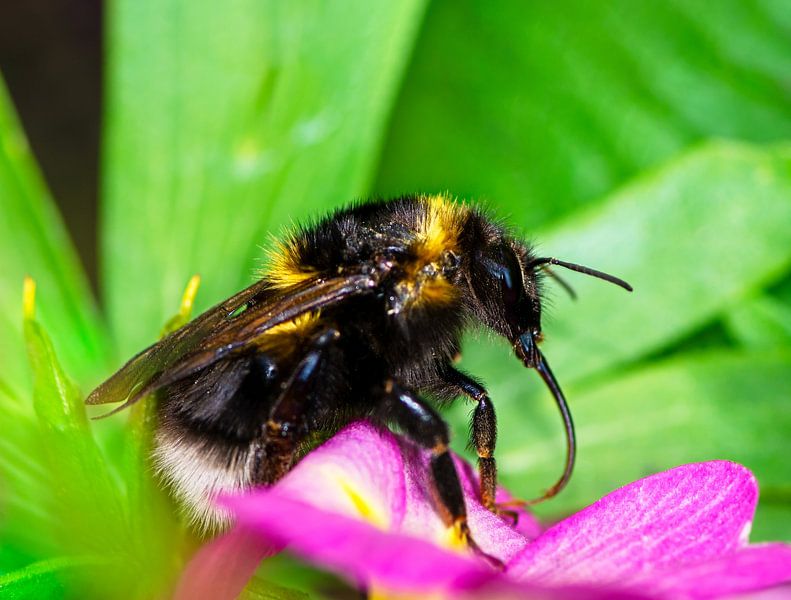 Bourdon sur une fleur par ManfredFotos
