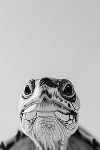 Schildkröte
