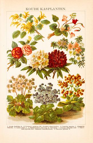 Antieke kleurenlitho Koude kasplanten