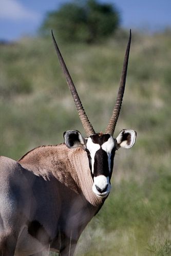 Oryx Close-up