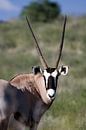 Oryx Close-up van Patries Photo thumbnail