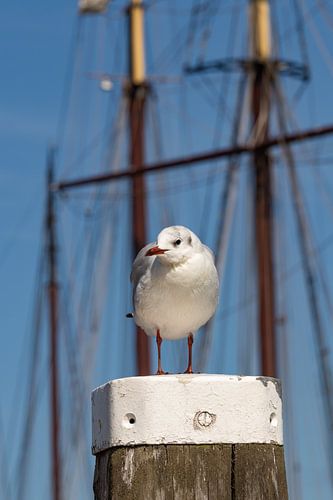 Zeemeeuw rustend op Duckdalf
