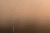 Waterdruppeltje-parel spinnenweb by Moetwil en van Dijk - Fotografie thumbnail