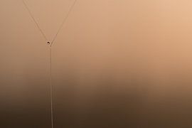Waterdruppeltje-parel spinnenweb van Moetwil en van Dijk - Fotografie
