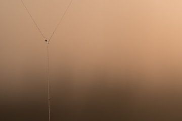 Waterdruppeltje-parel spinnenweb von Moetwil en van Dijk - Fotografie