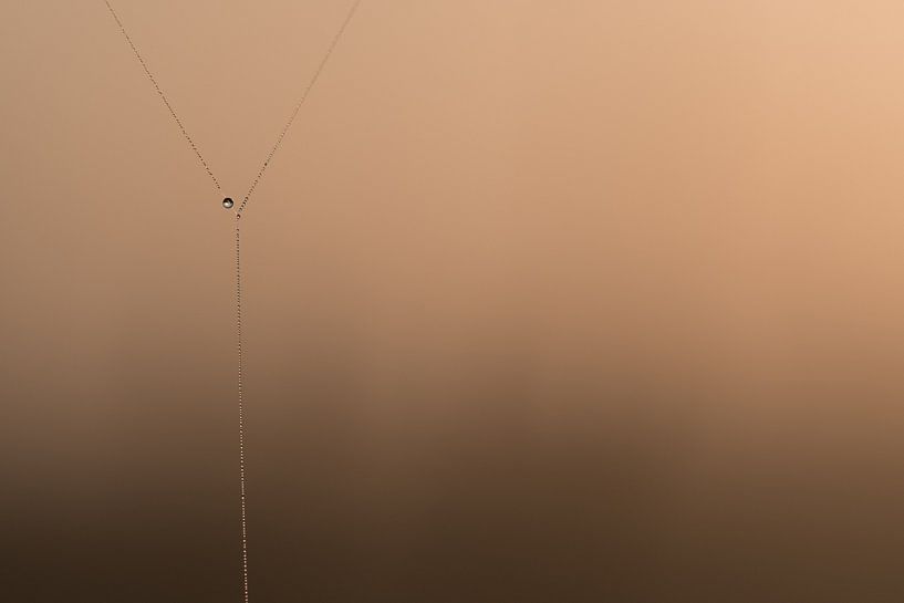 Waterdruppeltje-parel spinnenweb by Moetwil en van Dijk - Fotografie