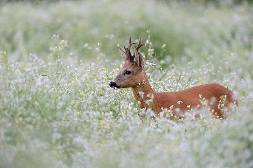 Rehbock / Reh ( Capreolus capreolus ), prächtiger Bock mit starken Stangen steht in einem Meer von B