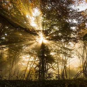 Zonnestralen van Denis Feiner