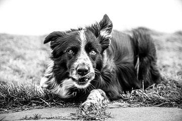 Loerende Border Collie by Luc Brouwer