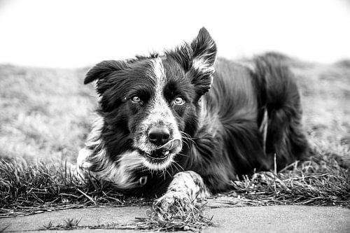Loerende Border Collie