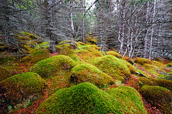 Moosgrün